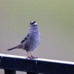 九五至尊网址:畅享在线娱乐的最佳选择 zk9ok2v